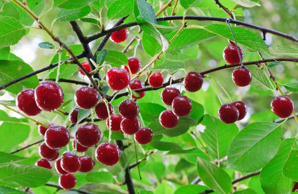 Twig Cherry Träd Med Röda Körsbär Och Dagg Sammansatta Makro — Stockfoto