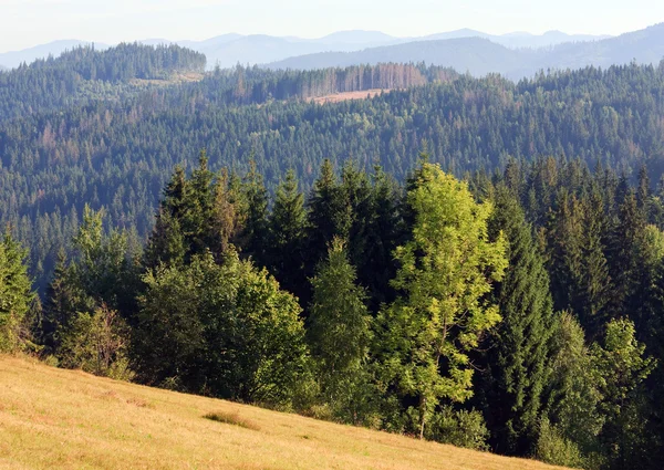 Bosque de abeto en la ladera de la montaña de verano — Foto de Stock