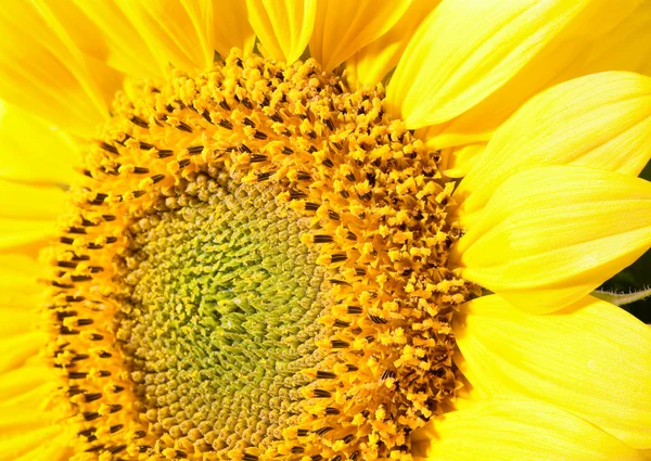Pěkné Žluté Slunečnice Fragmentu Makro Přírodní Pozadí Tři Snímky Složené — Stock fotografie