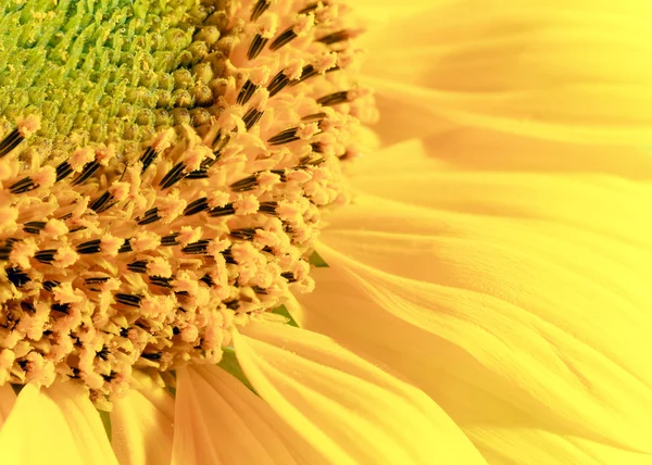 Yellow sunflower fragment (background) — Stock Photo, Image
