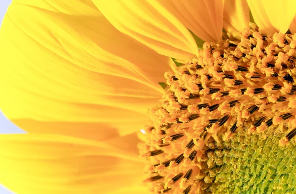 漂亮黄色向日葵片段 自然背景 组合宏合影相当深邃的锐度 — 图库照片