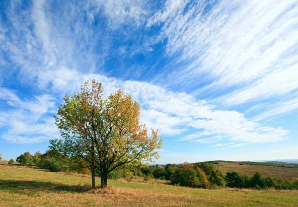 寂寞秋天一棵树上天空背景. — 图库照片