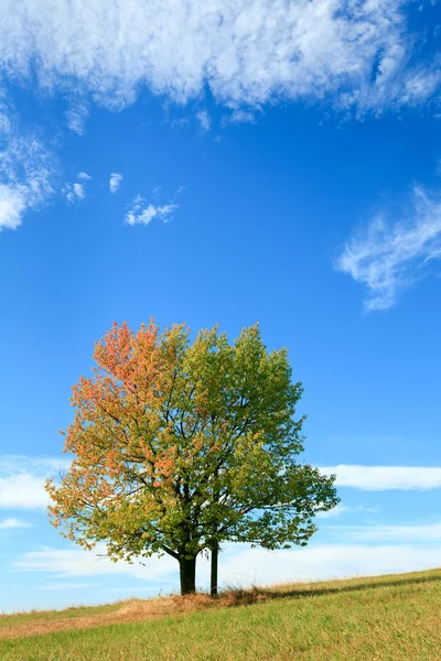 Osamělý Podzimní Strom Obloze Některými Cirrus Mraky Pozadí Kříž Pod — Stock fotografie