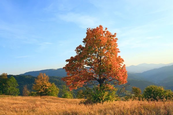 Lonely Autumn Tree Carpathian Mountainside Evening Sky Some Clouds — Stock Photo, Image
