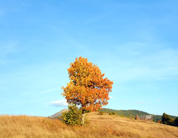 Einsamer Herbstbaum Karpatenhang Und Abendhimmel Mit Einigen Wolken — Stockfoto