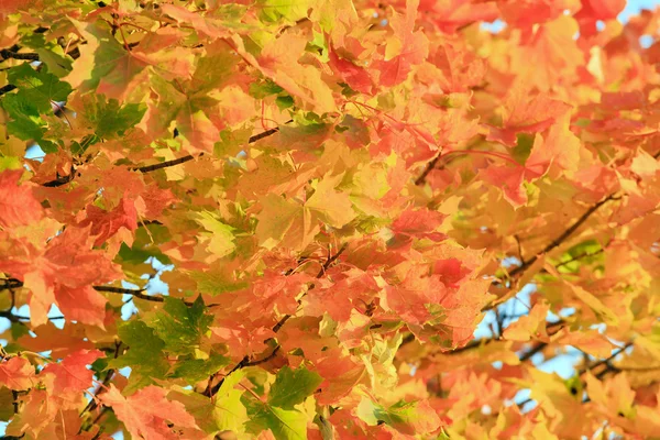 Folhagem Ácer Outono Vermelho Dourado — Fotografia de Stock