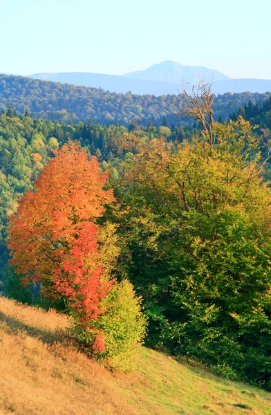 Några Ensamma Höstträd Karpaterna Bergssidan Och Berget Skogen Bakom — Stockfoto