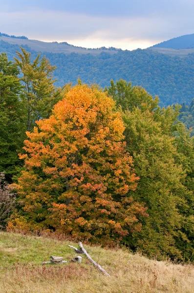 在山中的秋天 — 图库照片