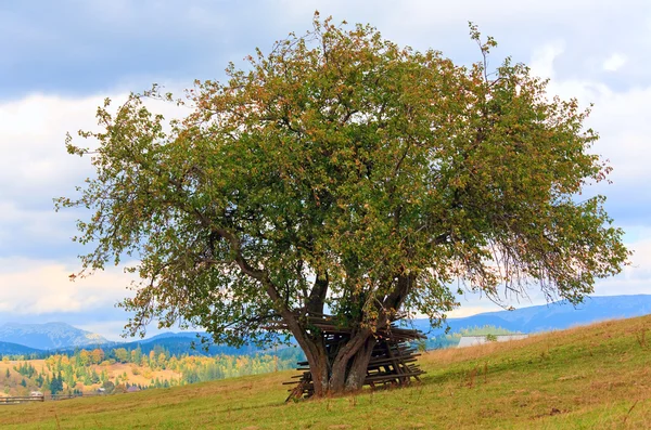 Licytuj Piękne Jesienne Drzewo Małą Górską Wioskę Zboczu Góry Karpaty — Zdjęcie stockowe