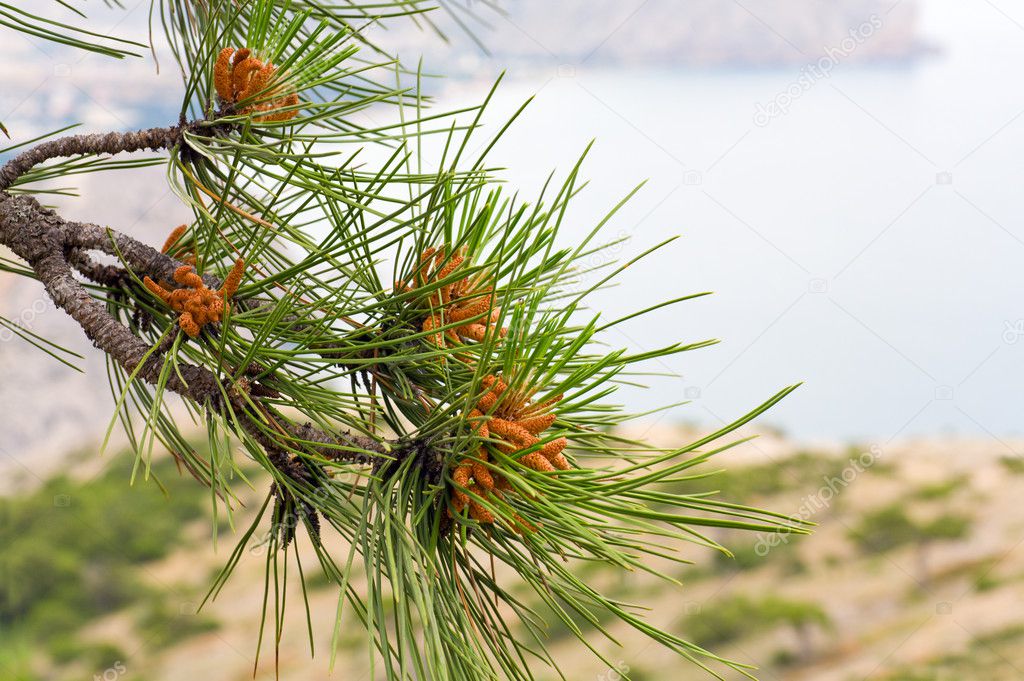Twig of pine tree on coastline background (macro)