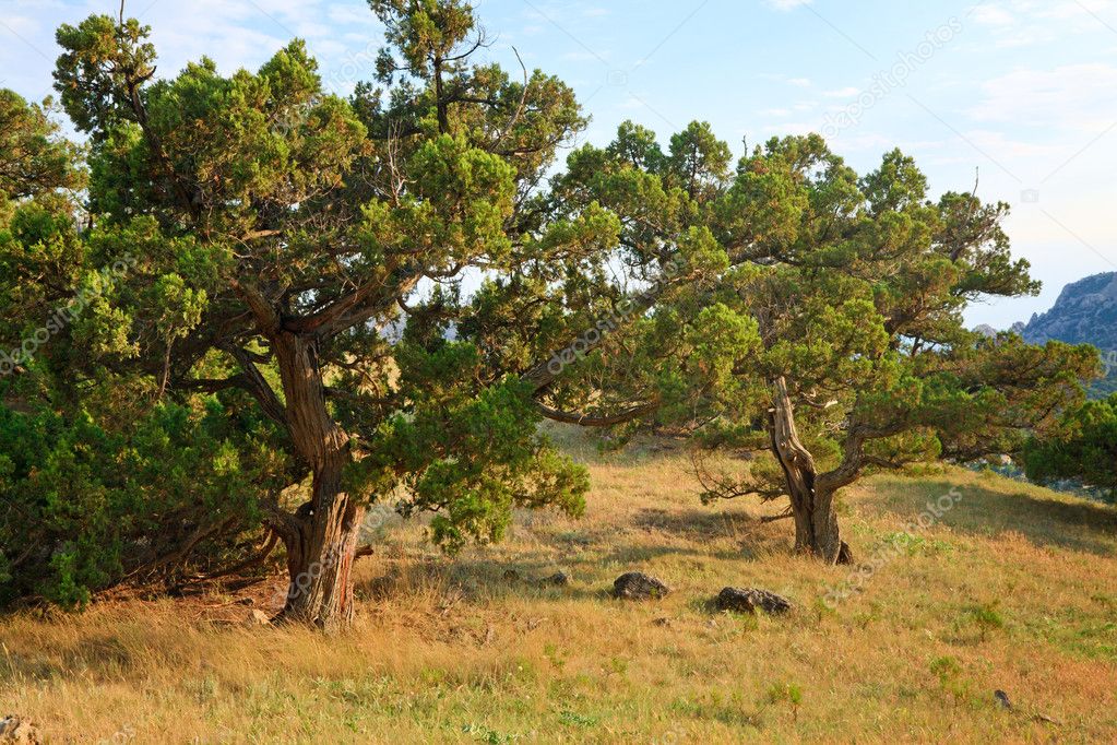 pine-trees-on-summer-mountain-hill-crimea-ukraine-stock-photo