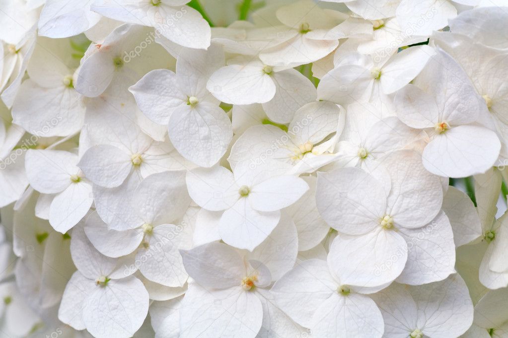 Large white hydrangea blossoms macro (nature background).