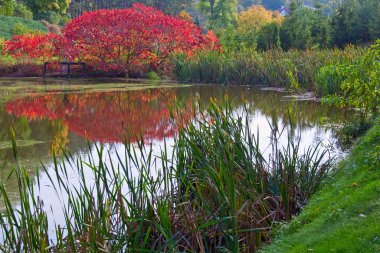 Autumn city park clipart