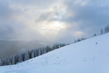 Winter evening calm mountain landscape with fir trees on slope (Kukol Mount, Carpathian Mountains, Ukraine) clipart