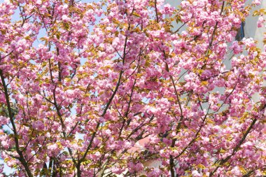 Pink japanese cherry blossom clipart