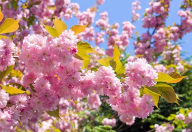 Macro pink japanese cherry twig blossom clipart