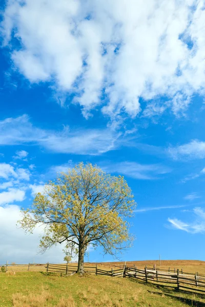 Árbol Solitario Otoño Cielo Con Algunas Nubes Cirros Fondo —  Fotos de Stock