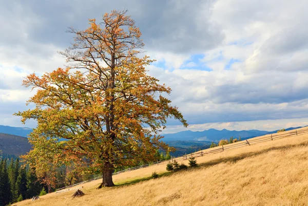 在秋季山腰上棵孤独的树 — 图库照片