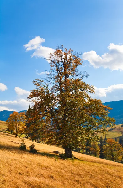 投标美丽秋天孤独一棵树上山腰 喀尔巴阡 乌克兰 — 图库照片