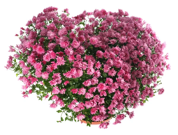 Hrnkové Chryzantémy Purpurové Bush Tvaru Srdce Rosou Izolovaných Bílém Pozadí — Stock fotografie