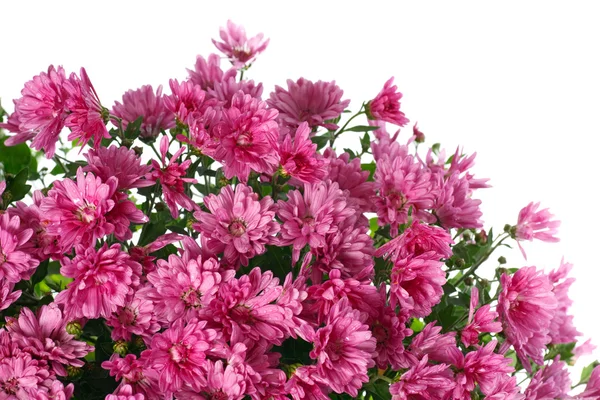 Hermosa Flor Crisantemo Magenta Fondo Vivo Otoño Con Rocío Aislado —  Fotos de Stock