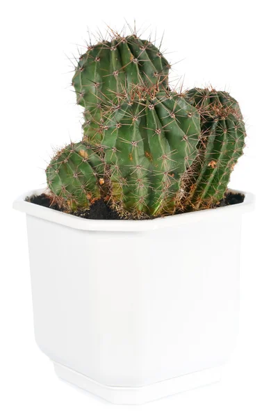 Thorny Potted Home Barrel Cactus Plant Isolated White — Stock Photo, Image
