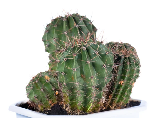 stock image Thorny potted home Barrel cactus plant isolated on white.