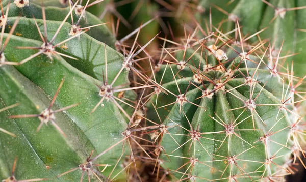 Deel Van Netelige Ingegoten Huis Barrel Cactus Plant — Stockfoto