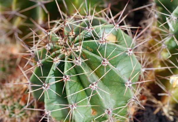 Netelige barrel cactus plant deel — Stockfoto