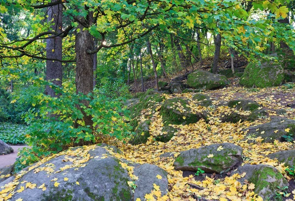 Folhagem Árvore Verde Amarela Pedras Grandes Parque Cidade Outono — Fotografia de Stock