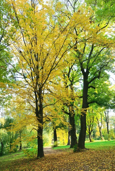 Stadtpark im Herbst — Stockfoto