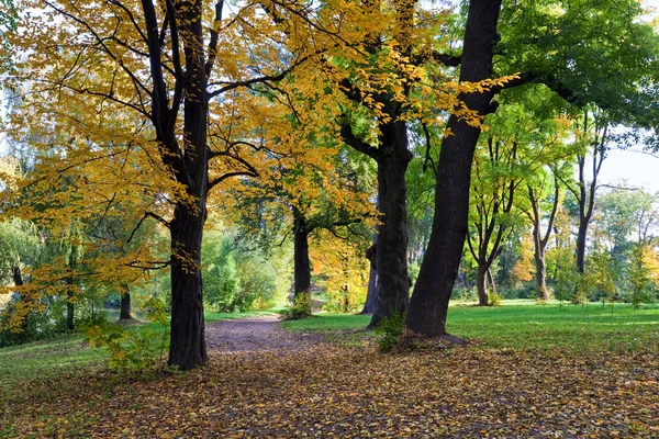 金树的叶子 行人路径和落枫叶在秋的城市公园 — 图库照片