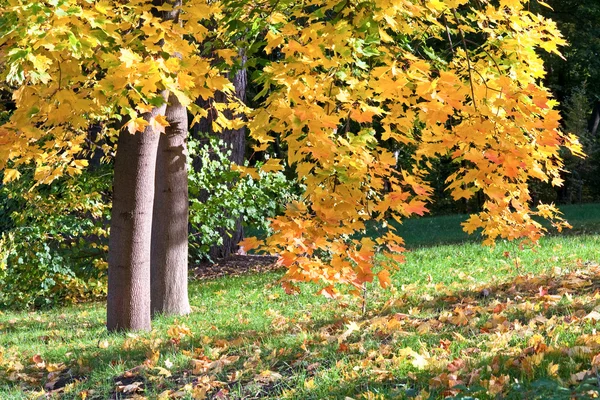 Złote Liście Jesiennym Parku Miejskim — Zdjęcie stockowe