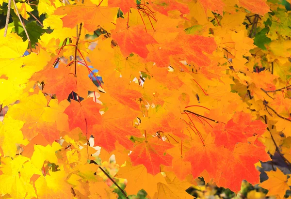 Kultainen Puiden Lehdet Syksyllä Kaupungin Puistossa — kuvapankkivalokuva
