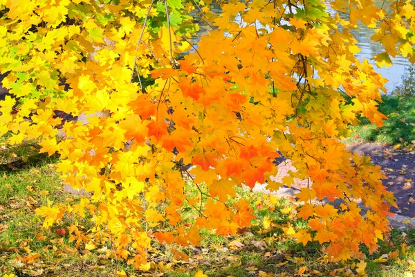 Oro de otoño — Foto de Stock