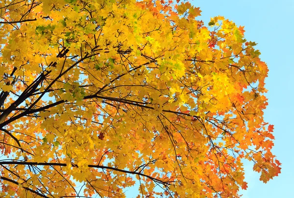 Gouden herfst — Stockfoto