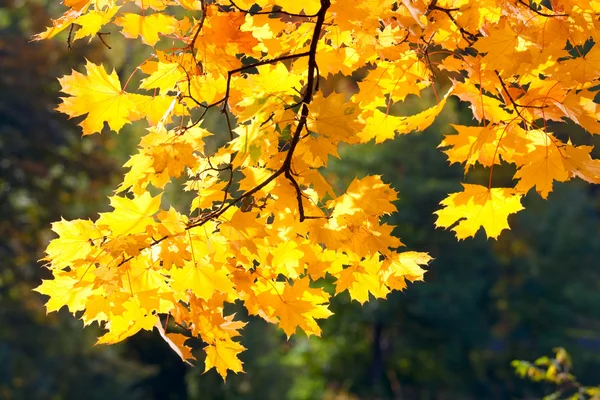 Золотые Деревья Осеннем Городском Парке — стоковое фото