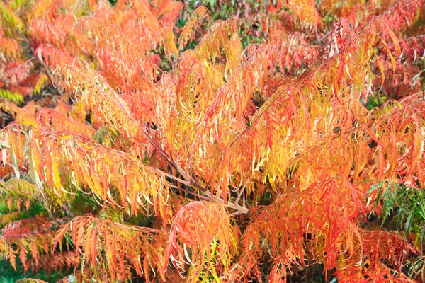 Πολύχρωμο Κόκκινο Κίτρινο Μπους Στο Φθινόπωρο Πάρκο Πόλης Φύση Φόντο — Φωτογραφία Αρχείου