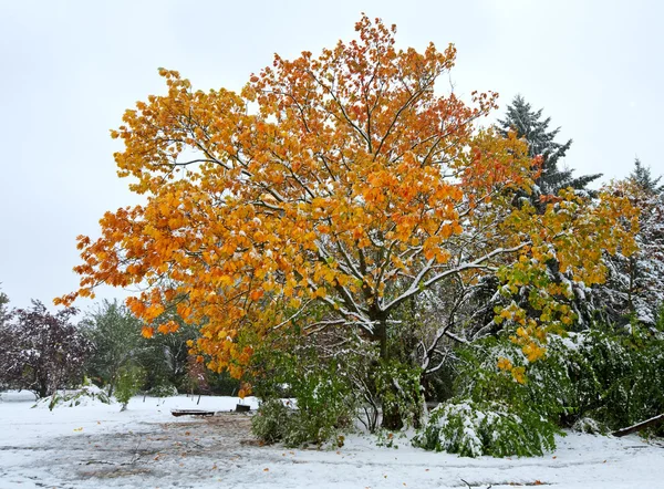第一个秋天突然下雪的城市公园 — 图库照片