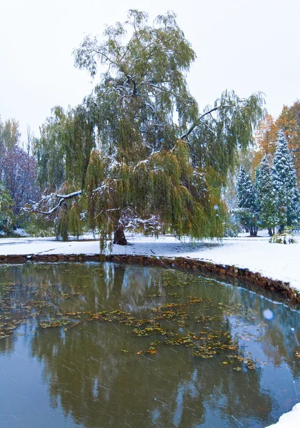 Park och första snön — Stockfoto