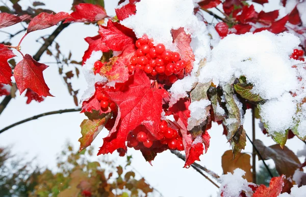 ガマズミ属の木の最初の雪 — ストック写真
