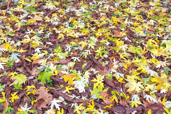 Yellow Abscissed Leafs Autumn Park Meadow — Stockfoto