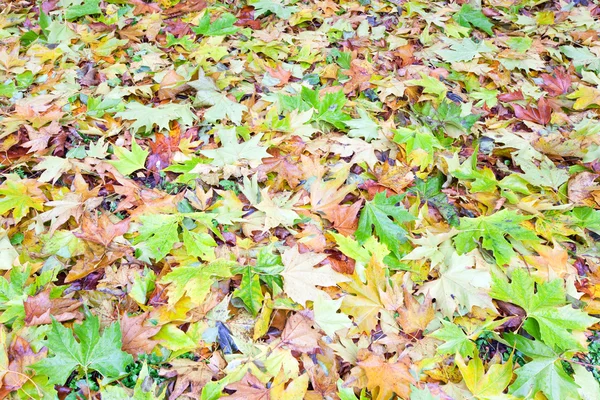 Herbst Hintergrund (gelbe abscissed blättern) — Stockfoto