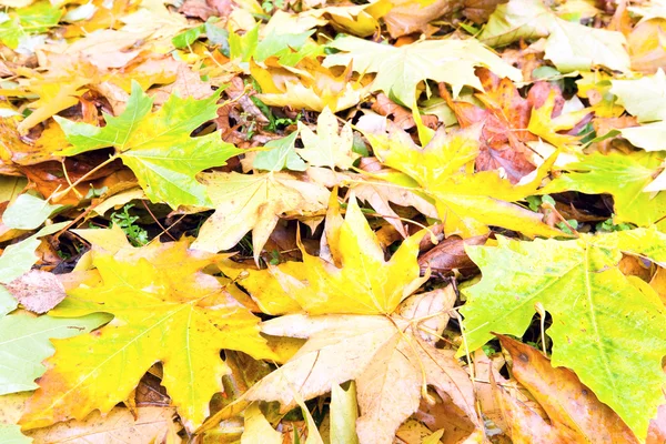 Yellow Abscissed Leafs Autumn Park Meadow — Stok fotoğraf