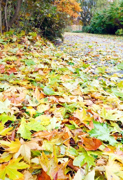 Gele Abscissed Bladeren Herfst Park Weide Traject — Stockfoto