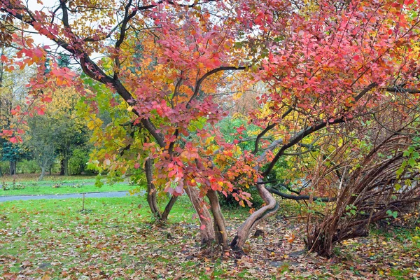 Velký Strom Červenými Listy Golden Podzimní Městský Park — Stock fotografie