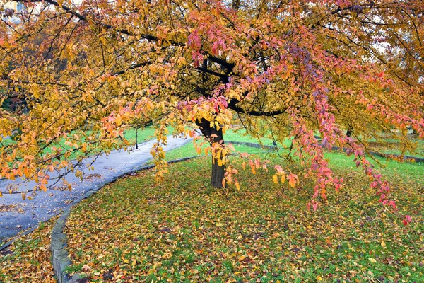 Большое Дерево Красной Желтой Листвой Золотом Осеннем Городском Парке — стоковое фото