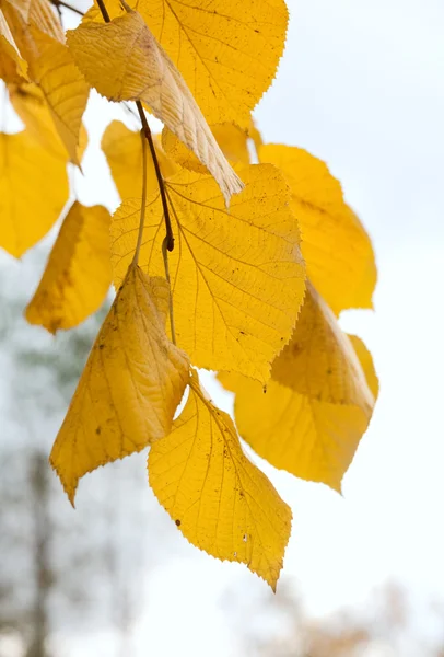 Жовта Гілочка Осіннього Вапняного Дерева Похмурому Фоні Неба — стокове фото