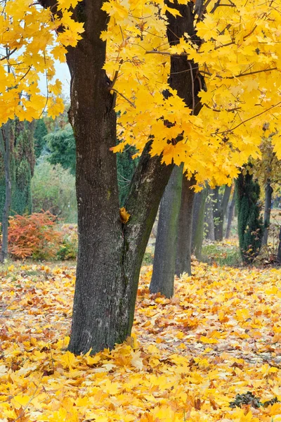 黄色的秋园κίτρινο πάρκο φθινόπωρο — 图库照片