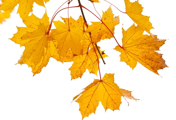 Yellow maple twig — Stock Photo, Image